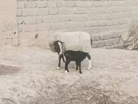 Sheep, Romanov sheep — photo 5