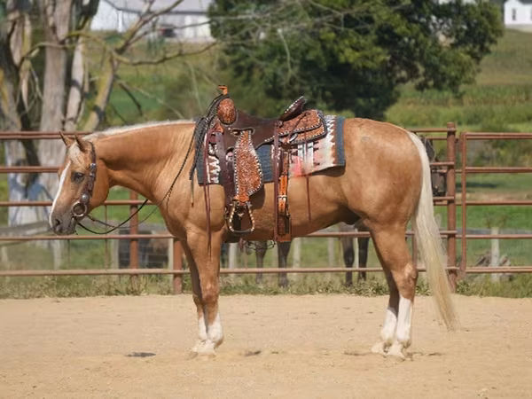 At, Quarter Horse
