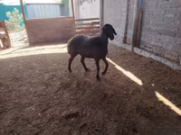 Qoyunlar (partiya, cinsi göstərilməyib), Blackheaded Persian sheep — foto 6