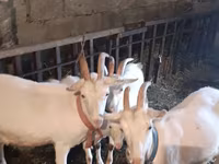 Goat, Goats — photo 2
