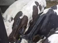 Bulle, Russian Black pied cattle — Foto 6