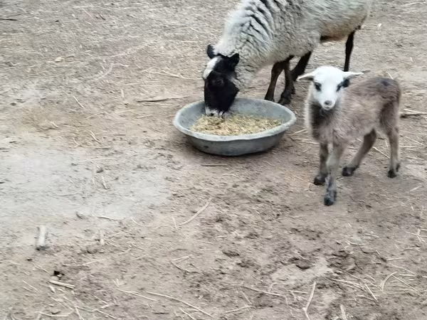 Qoyunlar (partiya, cinsi göstərilməyib), Romanov sheep