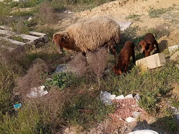 Oveja, Ovejas