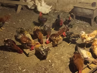 Czech Gold Brindled Hen — photo 7