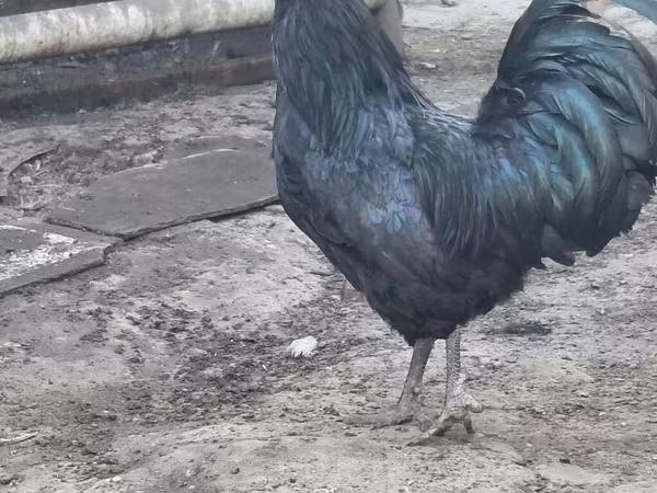 ديربيشاير ردكاب