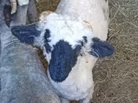 公羊, Valais Blacknose sheep — 照片 1