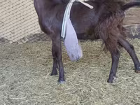 Keçi, LaMancha goats — foto 2