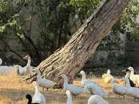 Ducks — photo 1