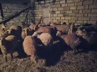 Sheep (batch, sex not specified), Sheep — photo 8