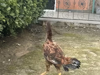 Chickens — foto 4