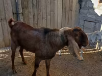 Kozel, Nubian Goat — foto 2