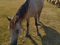 Horse (M), Horses — photo 4