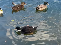 Ducks — Foto 2