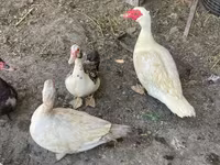 Ducks — Foto 2