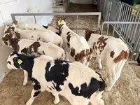 ثور, Simmental cattle — الصورة 1