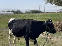 İribuynuzlu mal-qara (partiya, cinsi göstərilməyib), Russian Black pied cattle — foto 3