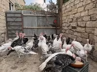Turkeys — foto 3