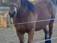 Kobyła, Hungarian horse breed — zdjęcie 2