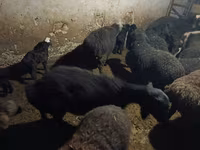 母羊, Sheep — 照片 1