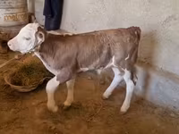 Bull, Red-spotted breed — photo 6