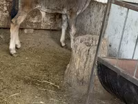 Bull, Alatau breed — photo 2