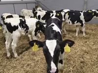 公牛, Russian Black pied cattle — 照片 3