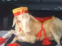 Qurbanlıq qoyun üçün bəzəkli geyim dəsti - Dəst tərkibi: qırmızı — фото 2