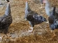 Slovenian Barred Hen — photo 5