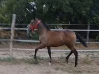 Égua, Lipizzaner — foto 4