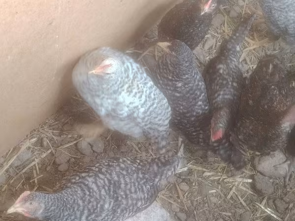 Slovenian Barred Hen — Azərbaycan