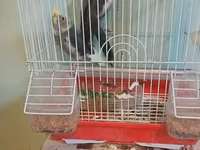 Nimfa (Cockatiel) cütü və qəfəs dəsti - Növ: Nimfa tutuquşusu — Foto 3
