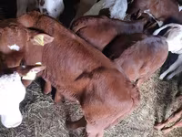 Touro, Simmental cattle — foto 3