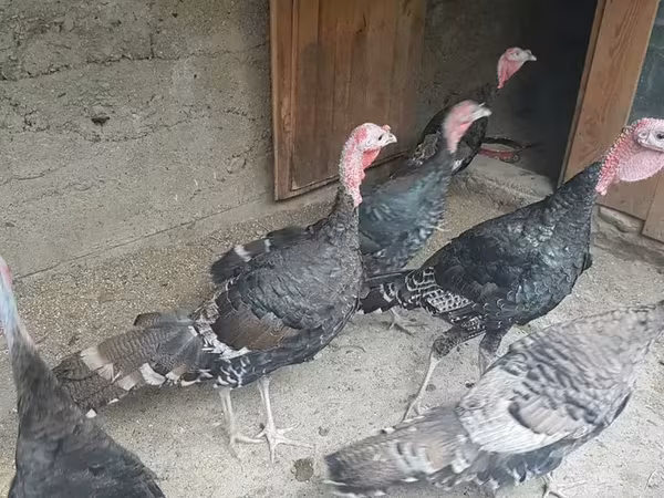 Turkeys — أرمينيا