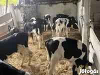 Byk, Russian Black pied cattle — zdjęcie 1