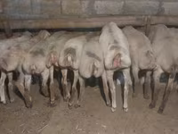 Sheep, Sheep — photo 2