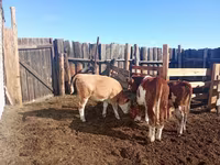 公牛, Simmental cattle — 照片 2