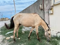 母马, Azerbaijan horse — 照片 6