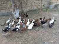 بكين ألماني — الصورة 3
