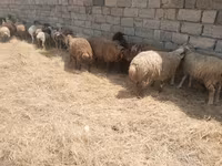 Qoyunlar (partiya, cinsi göstərilməyib), Qoyunlar — foto 1