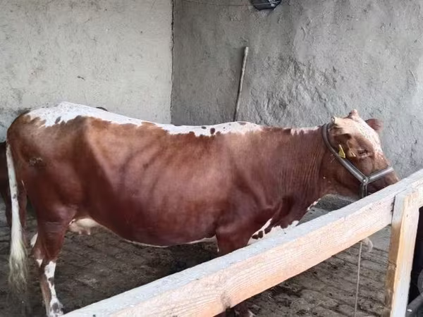 Krava, Simmental cattle