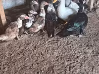 Alman Pekin — foto 1