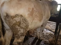Bulle, Simmental cattle — Foto 3