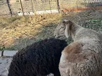 Qoç, Hissar sheep — foto 1