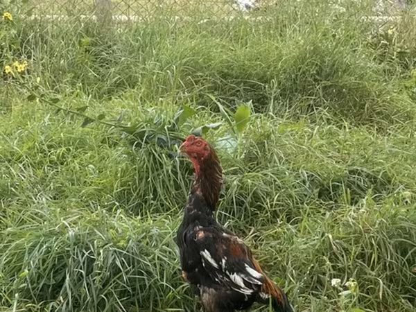 Chickens