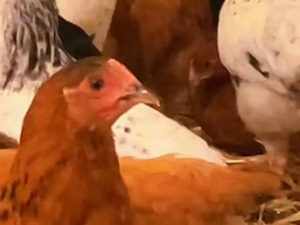 Chickens — Azərbaycan