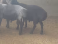 公羊, Sheep — 照片 2