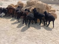 Sheep (batch, sex not specified), Sheep — photo 1