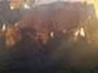 Bull, Cattle — photo 3