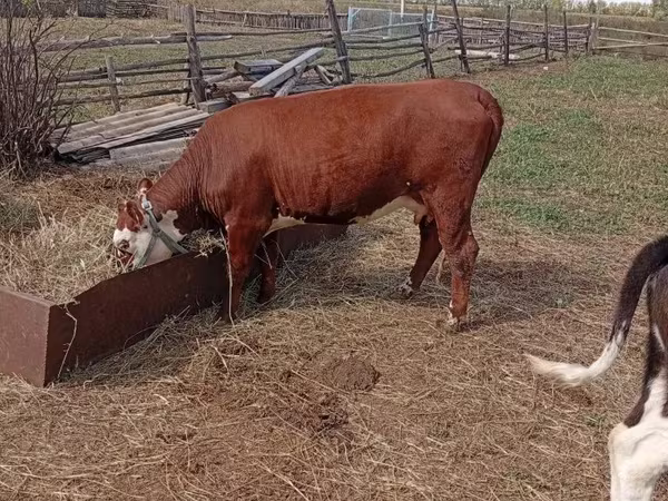 Vaca, Hereford