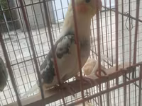 Məhsul: Nimfa (Cockatiel) cütü və qəfəs dəsti Təsvir: - Şəkillərdə — foto 4